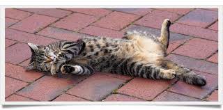 Why My Cat Rolling On Floor And Crying Cute Cat Breeds Cat Roll Cats