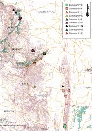 Image result for Secamone delagoensis