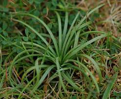 Image result for Isoetes