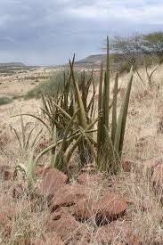 Image result for Sansevieria pearsonii