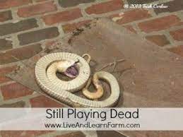 Spring Has Sprung And The Snakes Are Awake Live And Learn Farm Hognose Snake Snake Spring Has Sprung