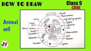 Learning science can be done in fun ways, especially when you learn the it allows you to understand the anatomy of the animal cell deeply. Animal Cell Diagram With Labels Class 9 Biology Animal Cell Easy Diagram Youtube