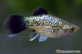 Image result for Platycaulos