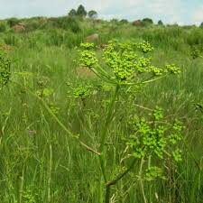 Image result for Berula erecta