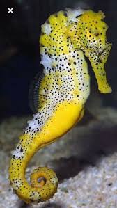 Sari Lekeli Denizati Beautiful Sea Creatures Seahorse Ocean Creatures