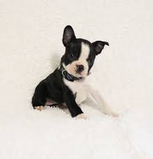 Jenny Female Akc Boston Terrier Puppy For Sale In Grabill In Bostonterrier Bostonterrierpuppies Bostonterrie Boston Terrier Boston Terrier Dog Terrier