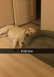 Pin On Funny Animal Memes
