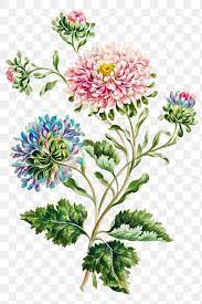 Vintage Large Double China Aster Flower Illustration Botanical Art Print Free Image By Rawpixel Com Aom Wora Flower Illustration Aster Flower Botanical Art