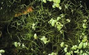 Image result for Wolffiella welwitschii