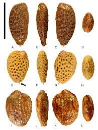 Image result for Viridivia suberosa