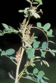 Image result for Indigofera