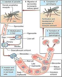 Question 32 in kumar and clark clinical medicine you mention that auscultation is not important in cases of gastrointestinal disorders, but harrison's principles of internal medicine gives this as being of equal importance because. 1 A Schematic Life Cycle Of Plasmodium Vivax Source Kumar Clark S Download Scientific Diagram