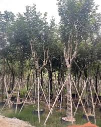 Image result for Handroanthus chrysanthus