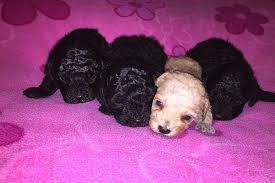 Black And White Toy Poodle Puppies Ckc Toy Poodle Puppies Toy Poodle Puppies Poodle Puppy Poodle