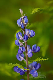 Oak creek bed and breakfast. Lupine Among Ferns West Fork Of Oak Creek Arizona Who Sez We Don T Have Great Wildflowers In Arizona Plants Wild Flowers Lupines