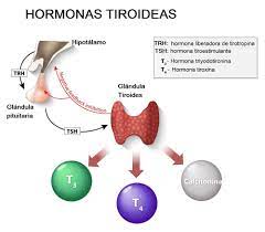 Pin En Repasos De Anatomia