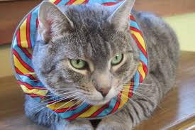 Birds Be Safe Collar This Is The Pretty Blue Striped Birdsbesafe Patent Pending Cat Collar Cover Worn By Spokescat And Model Emmy In Vermont It W Cat Collars Cats Blue Stripes