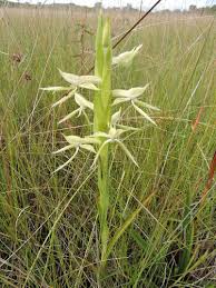 Image result for Centrostigma occultans