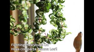 South east asia flower colour: Treating Mealybugs On Hoyas Help Me Save My Hoya Mauna Loa Or Inner Variegated Hoya Hindu Rope Youtube