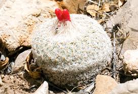 Image result for Erythrocephalum microcephalum