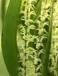 Image result for Diaphananthe vesicata