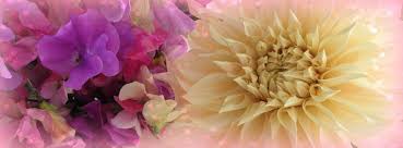  click to download cover. Free February Dahlia Love Facebook Covers Alaska S Choice For Seasonal Local Flowers Located In Palmer Of Matanuska Valley Blooms For Market Flower Stand Small Weddings