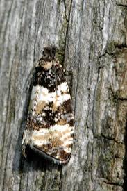 Image result for Orthopichonia