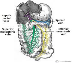 The superior intercostal arteries are formed as a direct result of the embryological development of the intersegmental arteries. The Spleen Position Structure Neurovasculature Teachmeanatomy