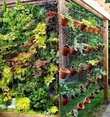 Pin On Potted Plants