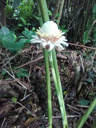 Image result for Laggera elatior