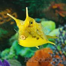 A Longhorned Cowfish Future Pet Pet Fish Fish Pet Cow Fish