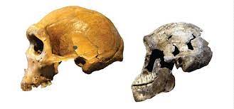 Homo naledi was announced as a new species in 2015, after fossils were found deep within the rising star cave system in the cradle of . Neues Vom Homo Naledi Forscher Finden Weitere Skelette Des Ratselhaften Fruhmenschen Scinexx De