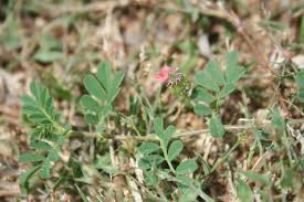 Image result for Indigofera erythrogramma