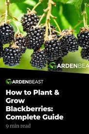 How To Grow Blackberries Tips For Planting Growing Complete Guide Growing Blackberries Growing Raspberries Blackberry Plants