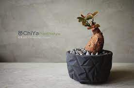 奇異油柑 phyllanthus mirabilis cactus and succulents succulents bonsai styles