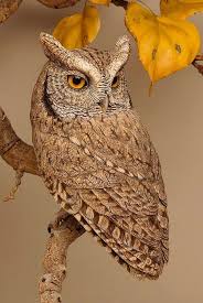 Black Bird With Orange Belly Michigan Owl Birds Owl Owl Pictures