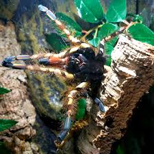 Image result for Pityrogramma aurantiaca