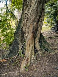 Image result for Peltophorum pterocarpum