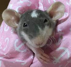 Hairless Rats Dumbos Hairless Rat Cute Rats Dumbo Rat