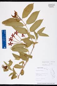 Image result for Combretum indicum