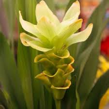 Maybe you would like to learn more about one of these? Name Hidden Ginger Latin Curcuma Petiolata Origin Oceania Plant Height 60 80 Cm Reproduction Division Difficulty Level Pro Tags Oceania Curcumapetiolata Plants Encyclopdias Garden Manage Gfinger Is The Best Garden Manage App