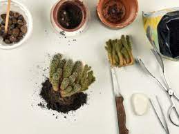 And there's one question pretty much everyone thinking about moving asks. Repotting Cactus Tips How And When To Repot A Cactus Plant