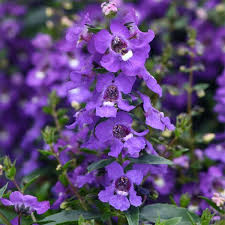 Image result for Angelonia