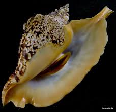 Validate an iban and find bic (swift) and the domestic account number and bank code. Stromus Gallus Sw Gonave Isl Haiti Iban De72 2007 0024 0883 0317 00 Deutsche Bank 24 Alexander Dechant Ebay Sea Shells Sea Snail Haiti