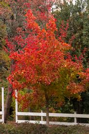 autumn blaze maple monrovia autumn blaze maple