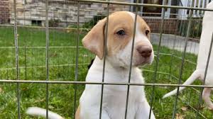 Two groups of foster kittens have started youtube channels! Animal Shelters React To Biden S Rescue Dog