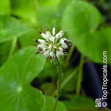 Image result for Hydrocotyle mannii