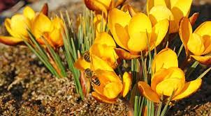 Mar 25, 2021 · what can we do to help the monarch butterfly thrive? 5 Steps To Creating A Bee Friendly Garden In Alberta Techlifetoday