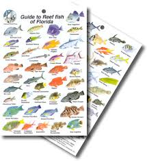 Divelogs Florida Reef Fish Id Card