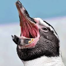 What do penguins look like? Darren Naish On Twitter Goose Mouth Pics Were Popular So Here Are Shots Of Penguins Those Are Spiny Papillae On Palate Tongue Birds